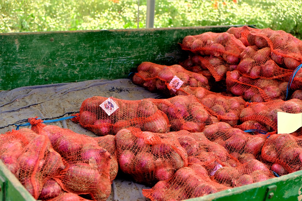 cipolla di breme arnalda gourmet